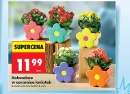 Каланхое