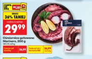 Ośmiornica Marinero