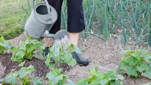 Podlewaj inaczej podczas upałów. Ogórki i pomidory dadzą lepsze plony