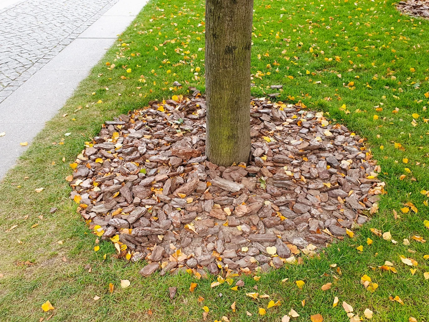Zbyt gruba warstwa kory blokuje przepływ powietrza i wody do korzeni. Pień drzewa otoczony warstwą kory wysypanej na okrągłym pasie ziemi, wokół trawa i opadłe jesienne liście.