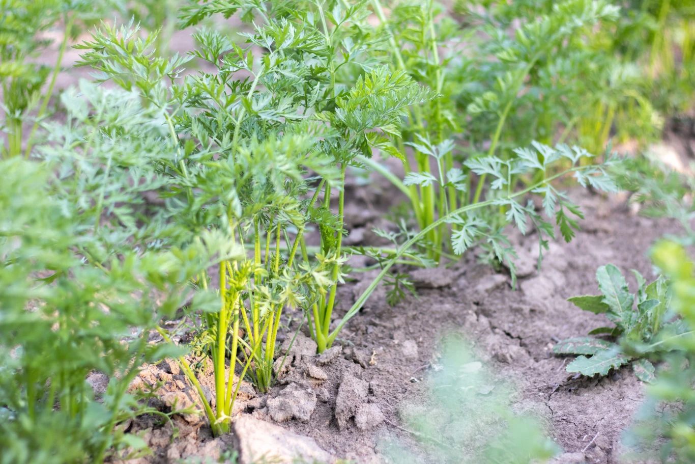 Zielone liście marchwi wyrastające z ziemi w ogródku warzywnym.