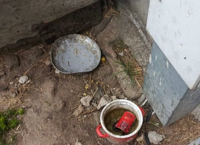 Warunki życia psa wyglądały tak