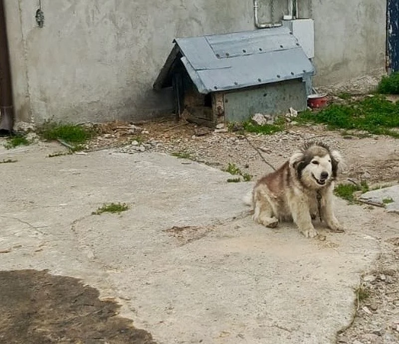 Pies, którym opiekował się zatrzymany Pies przywiązany do budy na łańcuchu siedzi na betonowym podwórku obok budynku o szarej elewacji.