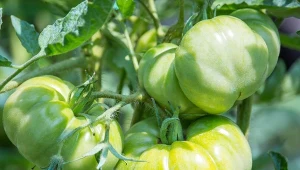 Lepszy niż najdroższe nawozy świata. Pomidory są duże i obłędne w smaku