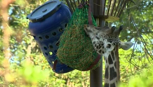 Dla zoo liczy się tylko i wyłącznie jakość pokarmu.