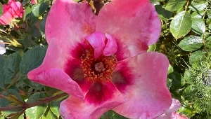 Trochę róża, trochę hibiskus. Kwitnie do przymrozków i nie choruje