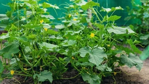 Najlepszy letni nawóz z do ogórków. Podwaja owocowanie, warzywa są twarde