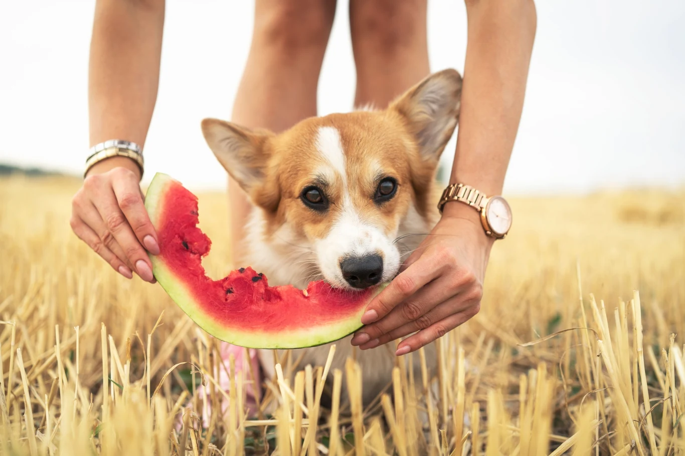 Pies rasy corgi jedzący kawałek arbuza trzymany przez osobę na tle złocistego pola.