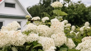 Zrób to latem. Ogród będzie pełen nowych krzewów hortensji