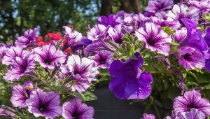 Petunie przestały kwitnąć? Pomoże prosty roztwór z kuchni