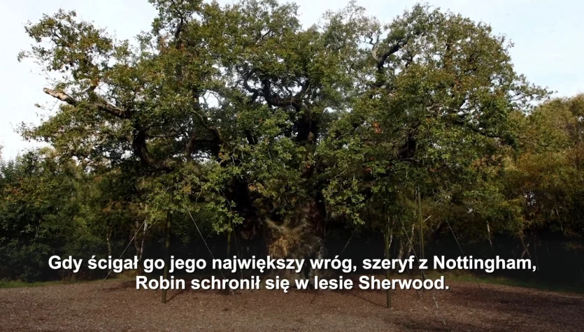 "Drzewo Robin Hooda” obumarło. Legendarny dąb miał 1200 lat