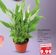 Крилата квітка Ok.