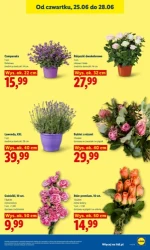 Lider świeżych okazji – Lidl