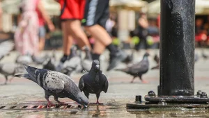 Czeka nas prawdziwy pogodowy nokaut. Przygotujmy się na 40 stopni