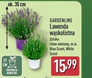 Lawenda Gardenline