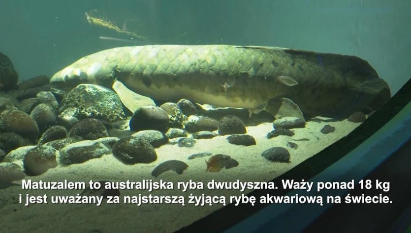 W jaki sposób pradawne ryby wyszły na ląd? Robot pomógł znaleźć odpowiedź