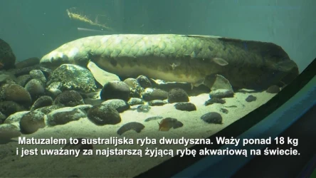 W jaki sposób pradawne ryby wyszły na ląd? Robot pomógł znaleźć odpowiedź