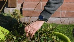 Masz kompostownik w ogródku? Prawidłowe układanie warstw to podstawa