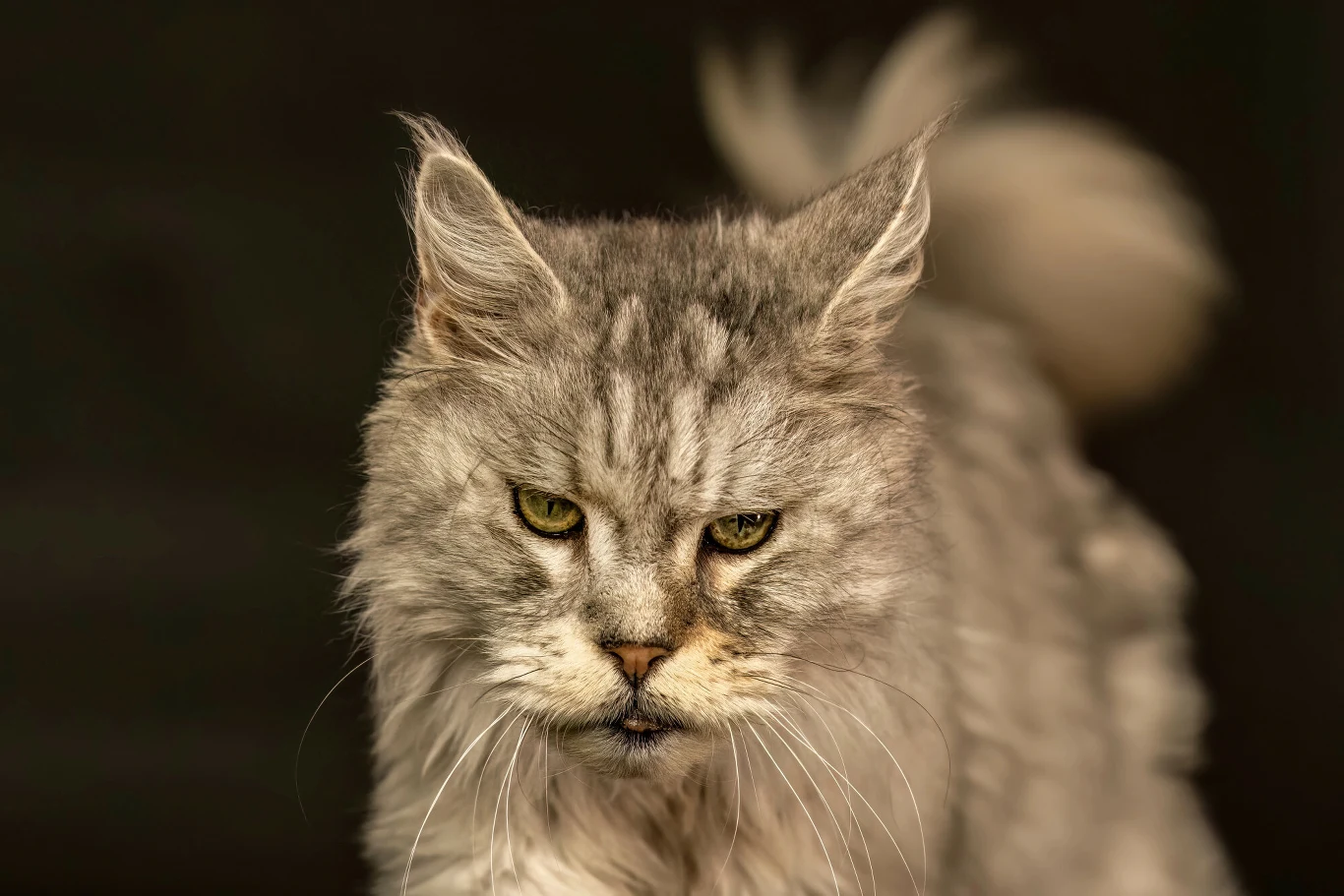 Długoowłosy kot rasy maine coon o szarym umaszczeniu i wyrazistym, przenikliwym spojrzeniu, skierowany bezpośrednio na obiektyw.