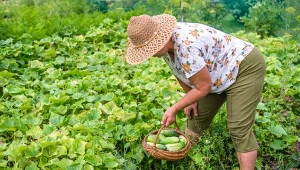 Odpowiednio ściółkowane ogórki nie będą wymagać ciągłego podlewania