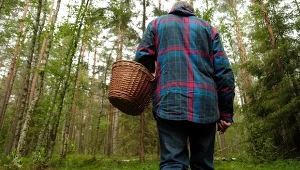 Mało kto zna te grzyby. Są wyborne i właśnie pojawiły się w lasach 