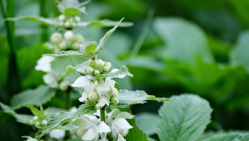 Jasnota biała (Lamium album) to lecznicza bylina o działaniu przeciwzapalnym i przeciwkrwotocznym.