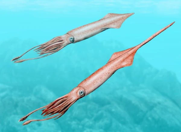 Dwa duże kalmary o wydłużonych ciałach i długich ramionach unoszą się w przejrzystej, błękitnej wodzie oceanu.