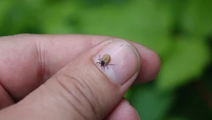 Przed pójściem do lasu wkładam to do kieszeni. Kleszcze mnie omijają 