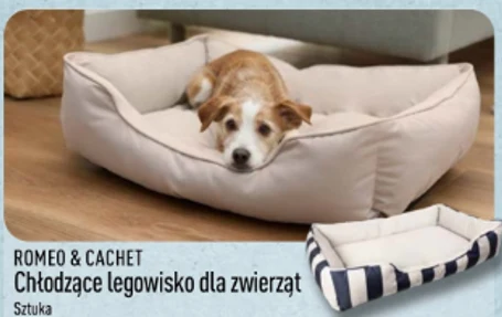 Mały pies leży wygodnie na jasnym, miękkim legowisku umieszczonym na drewnianej podłodze, prezentując chłodzące legowisko dla zwierząt marki Romeo & Cachet.