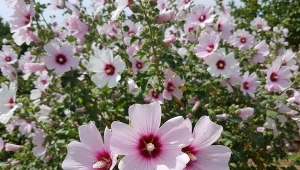 Dwie łyżki na litr wody. Hibiskus będzie tonął w kwiatach do jesieni
