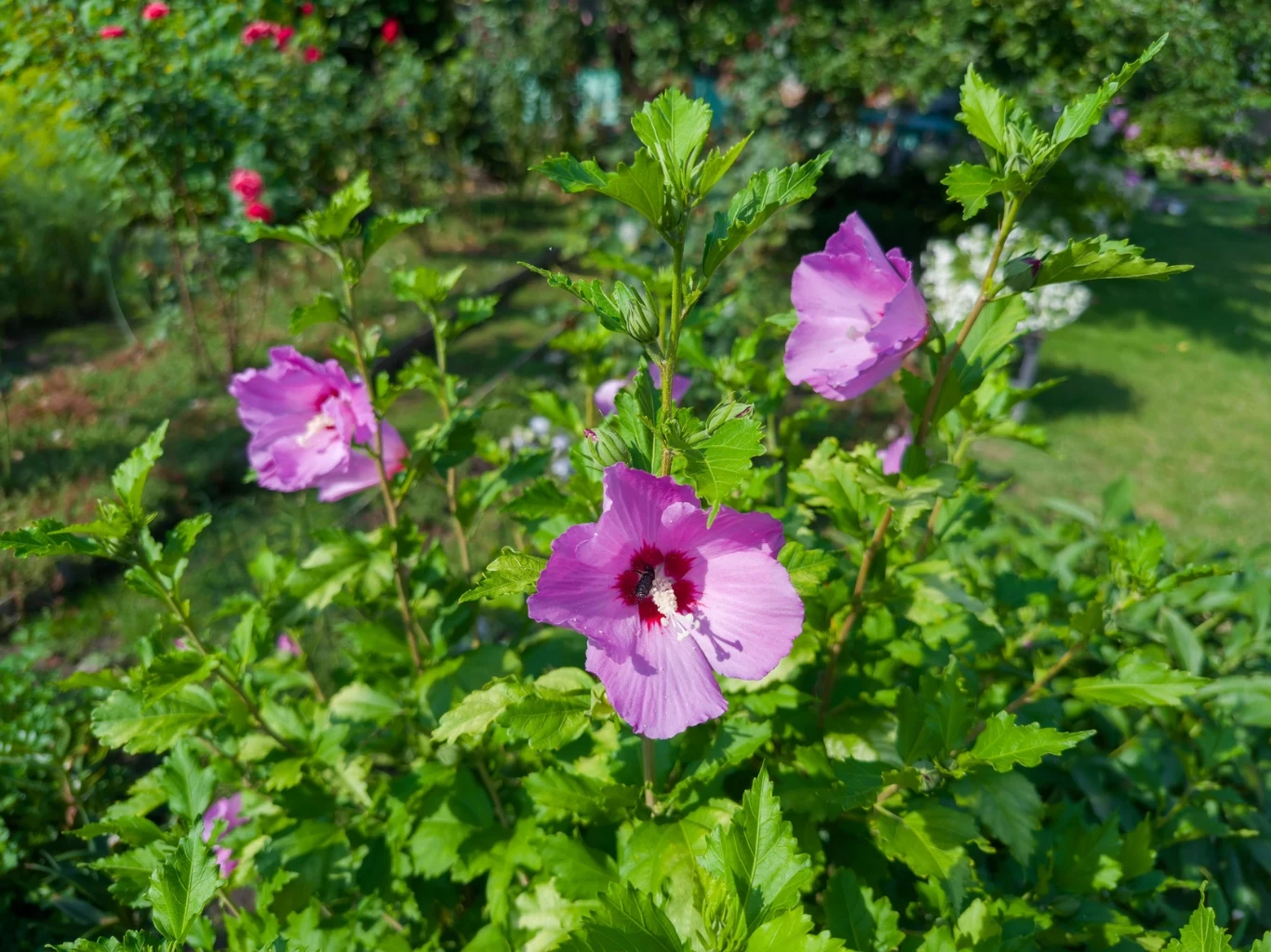 Różowe kwiaty hibiskusa otoczone intensywnie zielonymi liśćmi w ogrodzie, na tle trawnika i innych roślin ozdobnych.