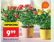 Róża w doniczce