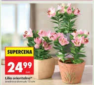 Lilia