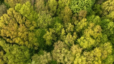 Rząd przyjął projekt przepis&oacute;w, kt&oacute;re mają zapewnić obywatelom realny wpływ na zarządzanie lasami - chodzi o tzw. PUL