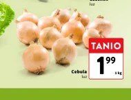 Cebula