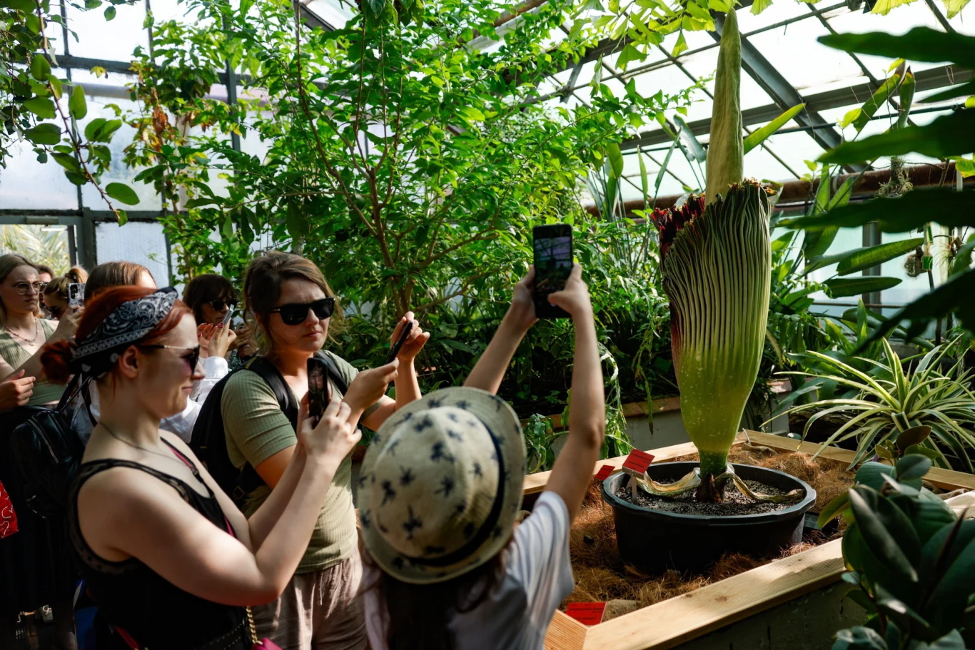 Wrocław przyciągnął tłumy Grupa osób fotografuje ogromny kwiat Corpse Flower stojący w donicy wewnątrz szklarni, otoczony bujną zielenią roślin tropikalnych.