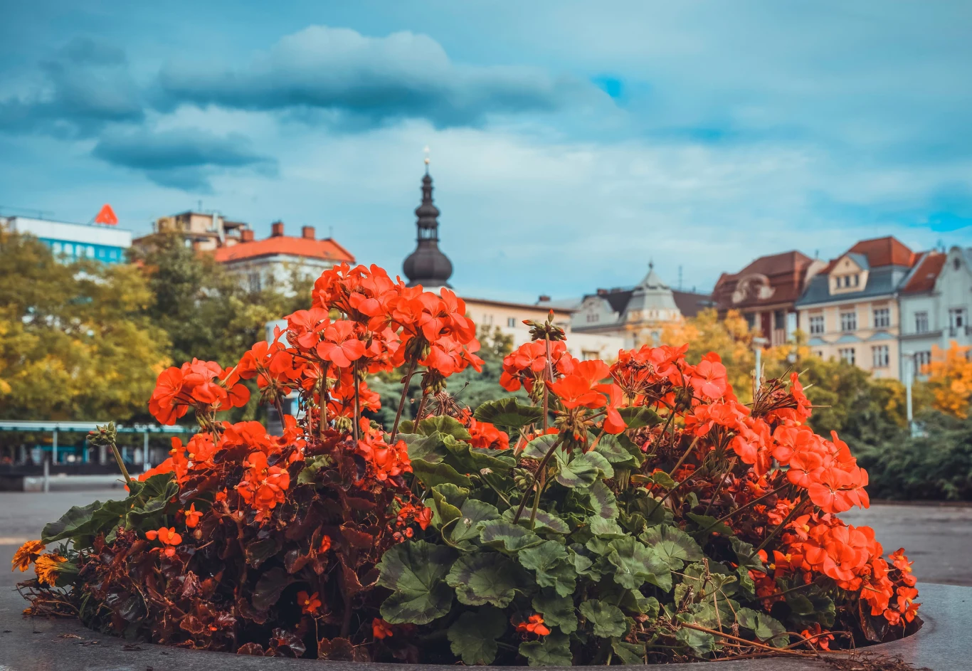 Ostrawa jest coraz chętniej odwiedzana przez polskich turystów Kwiaty pelargonii w intensywnym czerwonym kolorze na tle miejskiej zabudowy z charakterystyczną wieżą kościoła oraz zabytkowymi kamienicami.