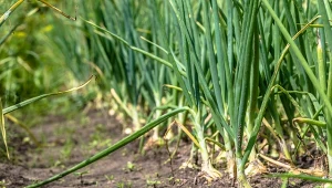 Łupiny cebuli pomogą cebuli. Szczypior będzie zielony i długi