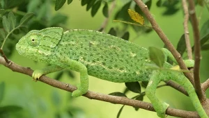 Kameleon pospolity