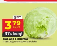 Sałata lodowa