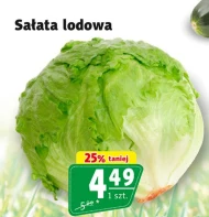 Sałata lodowa