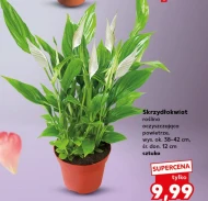 Крилата квітка Ok.