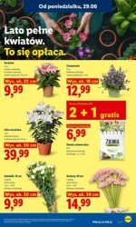 Кошик, повний літніх хітів — Lidl