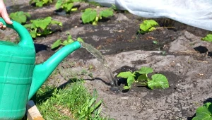 Zerwij z pomidorów i wykorzystaj jako nawóz. Ogórki go uwielbiają