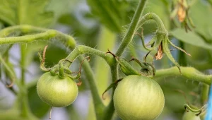 Pasynkowanie jest jednym z najważniejszych zabiegów przy uprawie pomidorów