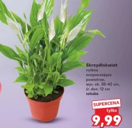 Skrzydłokwiat Ok.