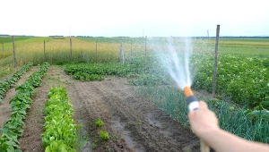 W związku obniżeniem stanu wód gruntowych gminy w świętokrzyskim zakazują podlewania ogródków