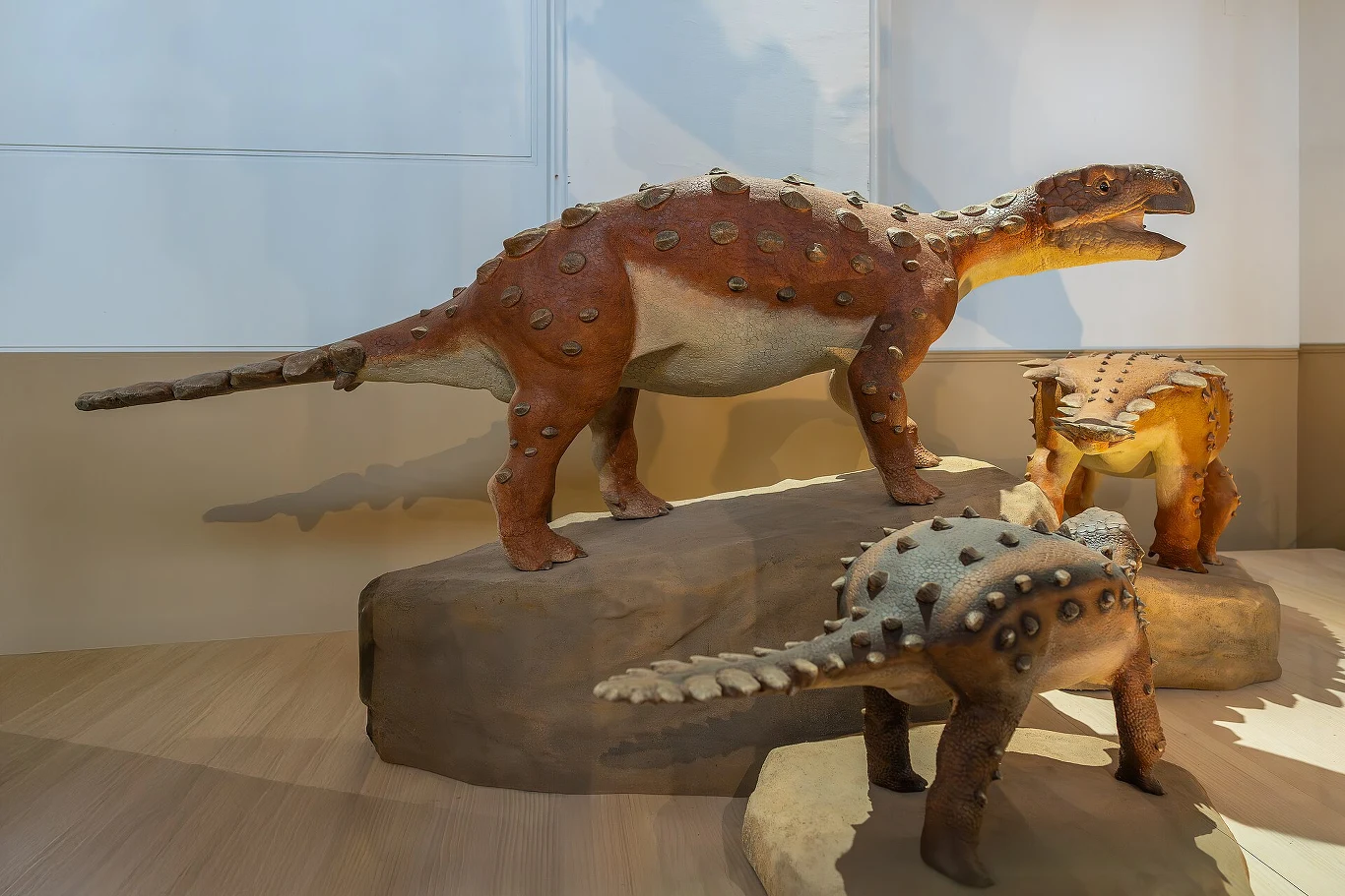 Modele trzech dinozaurów z rodzaju ankylozaurów ustawione na ekspozycji muzealnej, wyróżniające się charakterystycznymi pancerzami i kolcami na grzbietach.
