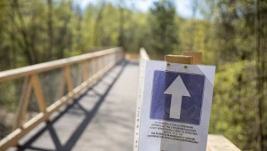 Imponującą kładkę w koronach drzew w sąsiedztwie Jeziora Maltańskiego zjada grzyb