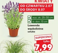 Лаванда